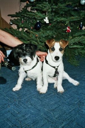 Jack-Russell-Terrier Hunde Foto 29054 in höherer Auflösung ansehen Jack-Russell-Terrier Phoebe & Jack