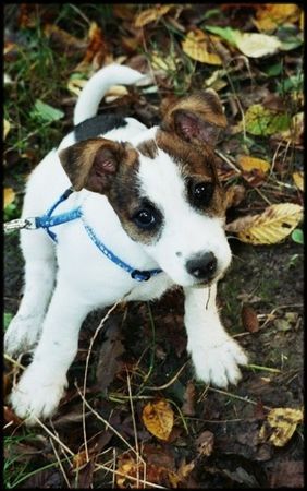 Jack-Russell-Terrier Hunde Foto 29052 in höherer Auflösung ansehen Jack-Russell-Terrier
