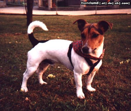 Jack-Russell-Terrier Hunde Foto 11010 Jack-Russell-Terrier Balu der Racker, jetzt Sunny ist 1 Jahr alt