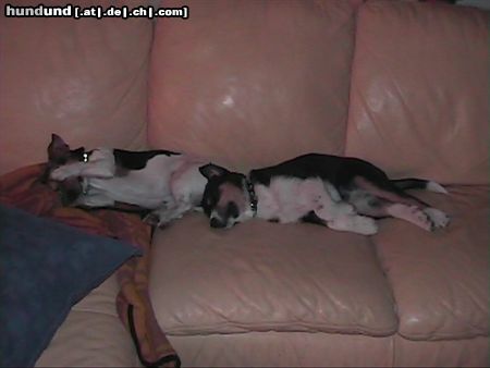 Jack-Russell-Terrier Hunde Foto 18459 Jack-Russell-Terrier Jacky & Paula