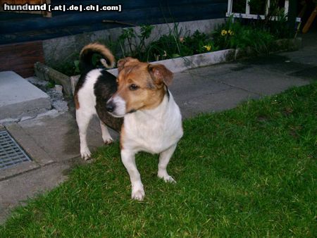 Jack-Russell-Terrier Hunde Foto 11124 Jack-Russell-Terrier Benny in unserem Garten