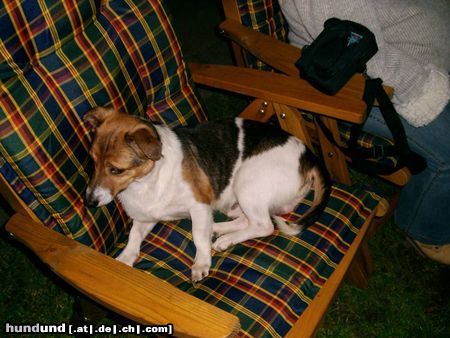 Jack-Russell-Terrier Hunde Foto 11125 Jack-Russell-Terrier Benny in unserem Garten