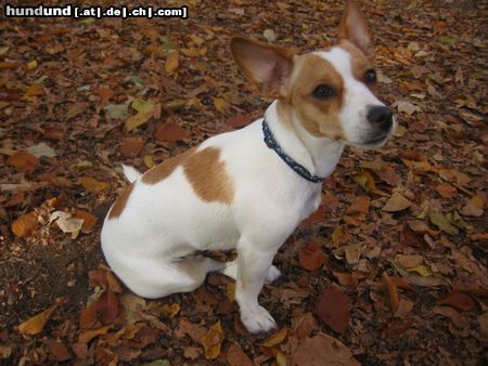 Jack-Russell-Terrier Hunde Foto 8956 Jack-Russell-Terrier Kessy
