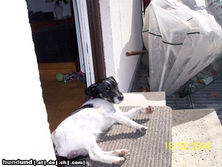 Jack-Russell-Terrier Hunde Foto 10049 Jack-Russell-Terrier Mein Jack Russell, Oskar, beim