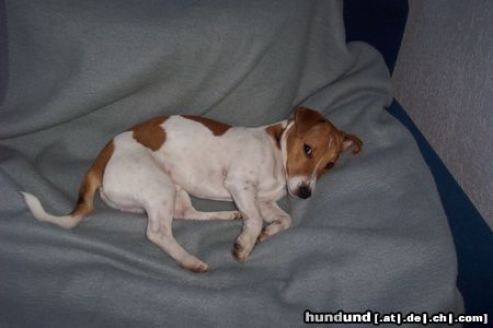 Jack-Russell-Terrier Hunde Foto 24130 in höherer Auflösung ansehen Jack-Russell-Terrier Unser Jacky schläft echt überall, wo Platz ist *lach*