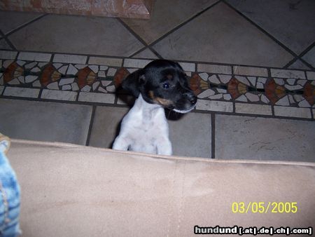 Jack-Russell-Terrier Hunde Foto 21268 in höherer Auflösung ansehen Jack-Russell-Terrier Heb mich gefälligst hier hoch!!