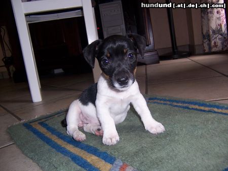 Jack-Russell-Terrier Hunde Foto 21250 in höherer Auflösung ansehen Jack-Russell-Terrier Amy