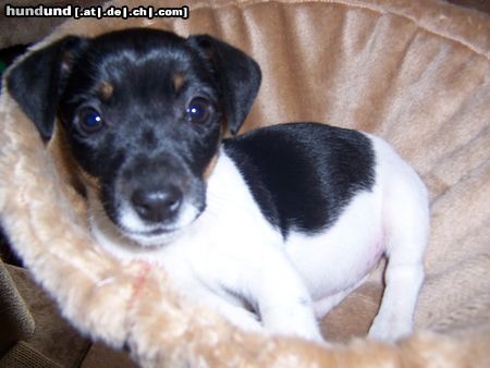Jack-Russell-Terrier Hunde Foto 21732 in höherer Auflösung ansehen Jack-Russell-Terrier