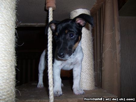 Jack-Russell-Terrier Hunde Foto 22077 in höherer Auflösung ansehen Jack-Russell-Terrier Das ist jetzt mein Kratzbaum