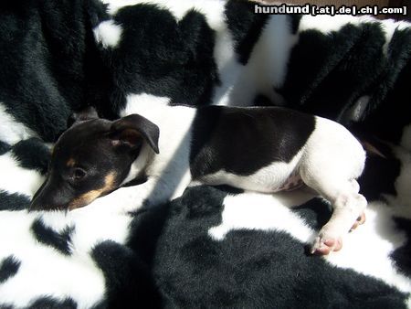 Jack-Russell-Terrier Hunde Foto 22218 in höherer Auflösung ansehen Jack-Russell-Terrier Such mich doch