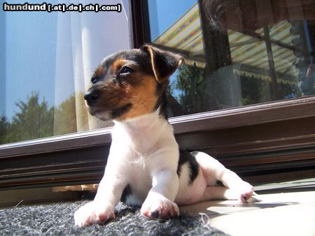 Jack-Russell-Terrier Hunde Foto 23082 in höherer Auflösung ansehen Jack-Russell-Terrier Hallo, ich bin Joy