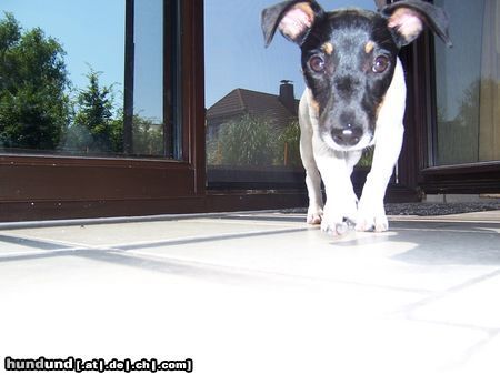 Jack-Russell-Terrier Hunde Foto 23083 in höherer Auflösung ansehen Jack-Russell-Terrier Hallo, ich bin Amy
