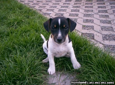 Jack-Russell-Terrier Hunde Foto 15440 in höherer Auflösung ansehen Jack-Russell-Terrier