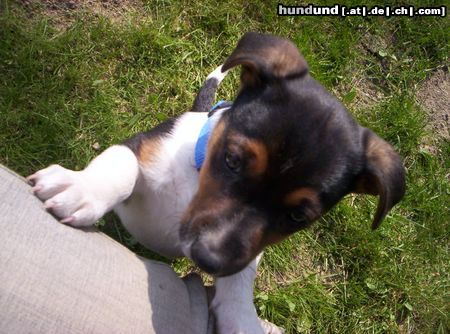 Jack-Russell-Terrier Hunde Foto 22190 in höherer Auflösung ansehen Jack-Russell-Terrier Tyson,12 Wochen alt