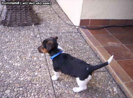 Jack-Russell-Terrier Hunde Foto 22193 in höherer Auflösung ansehen Jack-Russell-Terrier Tyson