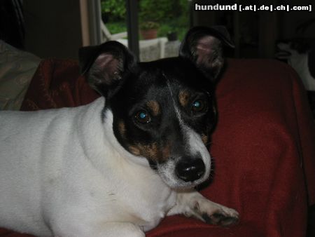 Jack-Russell-Terrier Hunde Foto 22592 in höherer Auflösung ansehen Jack-Russell-Terrier Jago 4 Jahre