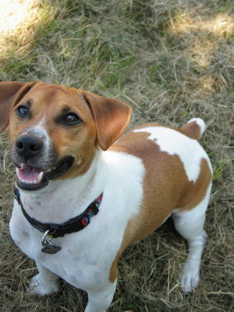 Jack-Russell-Terrier Hunde Foto 30699 in höherer Auflösung ansehen Jack-Russell-Terrier Moritz