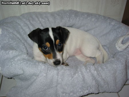 Jack-Russell-Terrier Hunde Foto 24500 in höherer Auflösung ansehen Jack-Russell-Terrier meine kleine Jessy