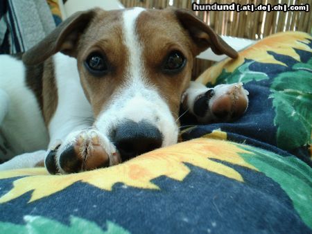 Jack-Russell-Terrier Hunde Foto 12226 Jack-Russell-Terrier