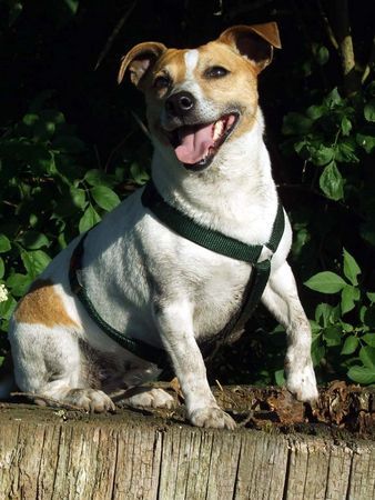 Jack-Russell-Terrier Hunde Foto 32479 in höherer Auflösung ansehen Jack-Russell-Terrier