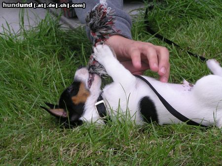 Jack-Russell-Terrier Hunde Foto 24087 Jack-Russell-Terrier Loki
