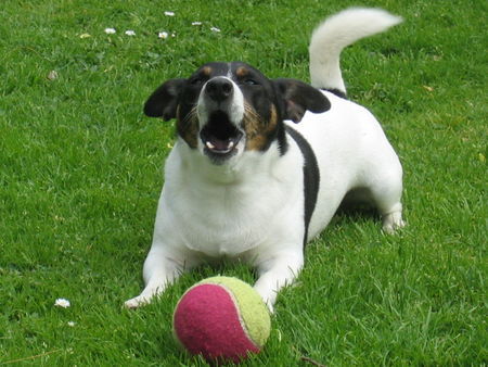 Jack-Russell-Terrier Hunde Foto 31591 in höherer Auflösung ansehen Jack-Russell-Terrier Komm spiel mit mir!!!