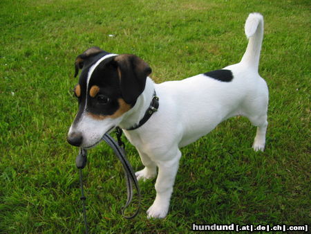 Jack-Russell-Terrier Hunde Foto 24344 in höherer Auflösung ansehen Jack-Russell-Terrier Meine süße Jessy