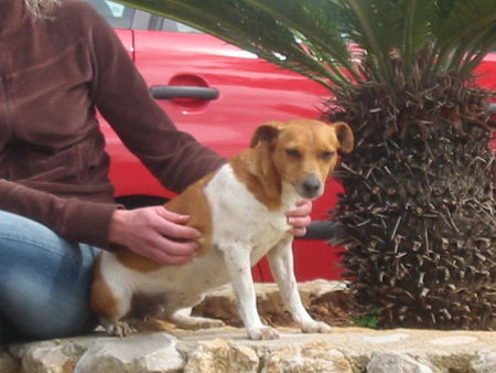 Jack-Russell-Terrier Hunde Foto 30013 in höherer Auflösung ansehen Jack-Russell-Terrier Ist der auf dem Photo ein Jack Russel Terrier? Oder was ist er für eine Rasse?