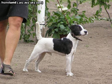 Jack-Russell-Terrier Hunde Foto 24676 in höherer Auflösung ansehen Jack-Russell-Terrier Bismarck in ring.......