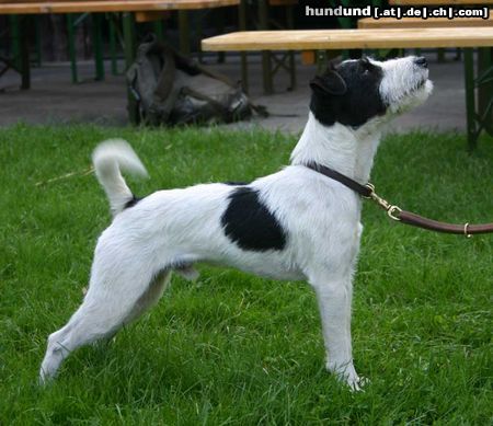 Jack-Russell-Terrier Hunde Foto 17451 in höherer Auflösung ansehen Jack-Russell-Terrier Little Trouble's Brad