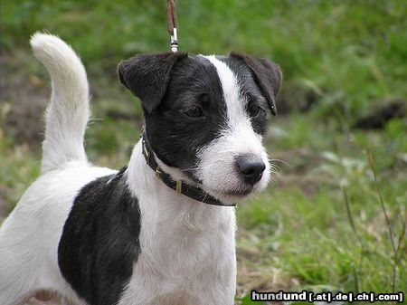 Jack-Russell-Terrier Hunde Foto 24673 in höherer Auflösung ansehen Jack-Russell-Terrier bismarck...stilstudie in still zu sein