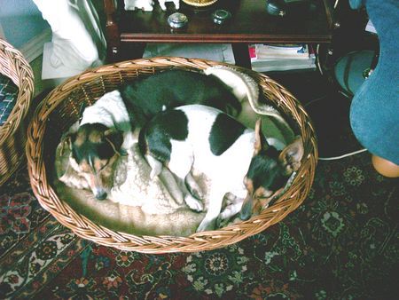 Jack-Russell-Terrier Hunde Foto 29262 Jack-Russell-Terrier Tom & Maggie beim Mittagsschlaf