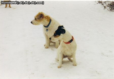 Jack-Russell-Terrier Hunde Foto 9929 Jack-Russell-Terrier Lucy und Quilty