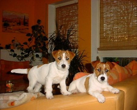 Jack-Russell-Terrier Sugar und Honey