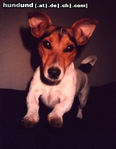 Jack-Russell-Terrier Hunde Foto 11011 Jack-Russell-Terrier Balu der Racker, jetzt Sunny ist 1 Jahr alt