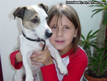Jack-Russell-Terrier Hunde Foto 8145 Jack-Russell-Terrier Darf ich vorstellen das ist mein Bruder