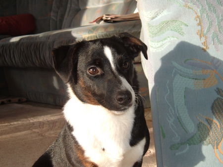 Jack-Russell-Terrier Hunde Foto 30830 in höherer Auflösung ansehen Jack-Russell-Terrier immer fröhlich und dickköpfig