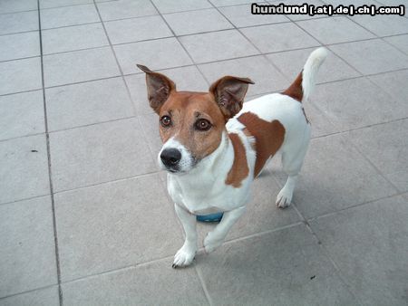Jack-Russell-Terrier Hunde Foto 14510 Jack-Russell-Terrier Siggy 6 Jahre