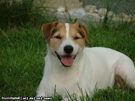 Jack-Russell-Terrier Hunde Foto 19091 in höherer Auflösung ansehen Jack-Russell-Terrier Shiva