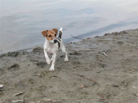 Jack-Russell-Terrier Hunde Foto 34518 Jack-Russell-Terrier Csipi