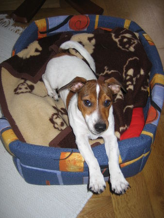 Jack-Russell-Terrier Hunde Foto 37773 Jack-Russell-Terrier Ein mal kurz strecken. Grüße an den kleinen nachwuchs und an Nadja und Tobi