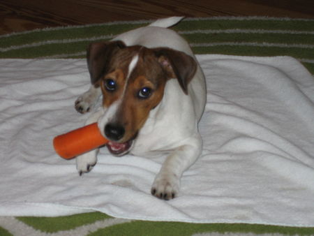 Jack-Russell-Terrier Hunde Foto 37774 Jack-Russell-Terrier karote ist gesund auch für Hunde