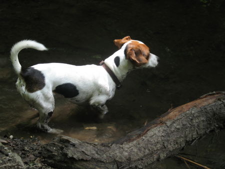 Jack-Russell-Terrier Hunde Foto 39330 Jack-Russell-Terrier wasserratte
