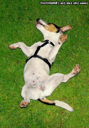 Jack-Russell-Terrier Hunde Foto 13848 Jack-Russell-Terrier