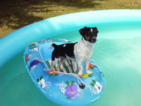 Jack-Russell-Terrier Schrödchen im Bödchen