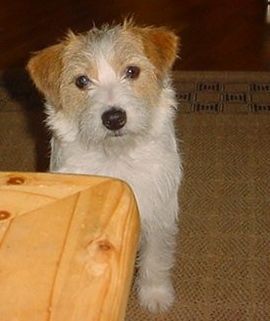 Jack-Russell-Terrier Hunde Foto 28494 Jack-Russell-Terrier Jack Russell Terrier
