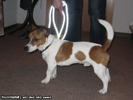 Jack-Russell-Terrier Hunde Foto 8520 Jack-Russell-Terrier Chucky, 9 Monate