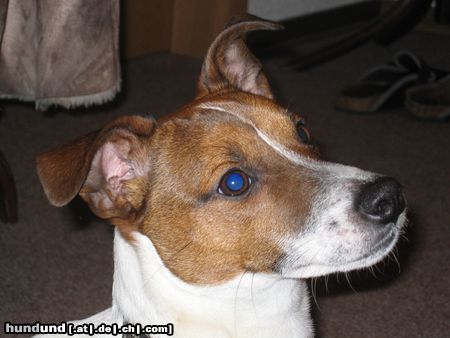 Jack-Russell-Terrier Hunde Foto 8521 Jack-Russell-Terrier Chucky, 9 Monate