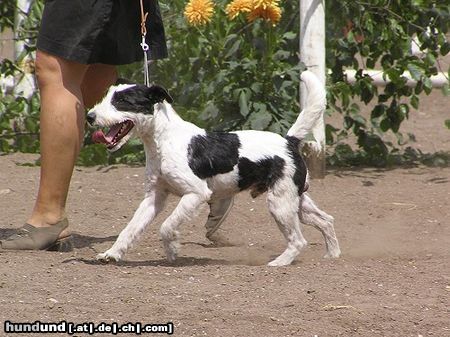 Jack-Russell-Terrier Hunde Foto 24674 in höherer Auflösung ansehen Jack-Russell-Terrier Brad in schau ring....schau macht spass!!!!!