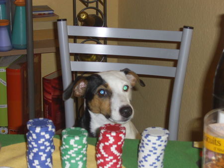 Jack-Russell-Terrier Hunde Foto 41056 Jack-Russell-Terrier Cocki war die Poker-Königin an diesem Abend ;-)